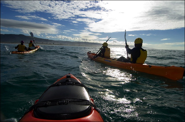 Seal Kayaking